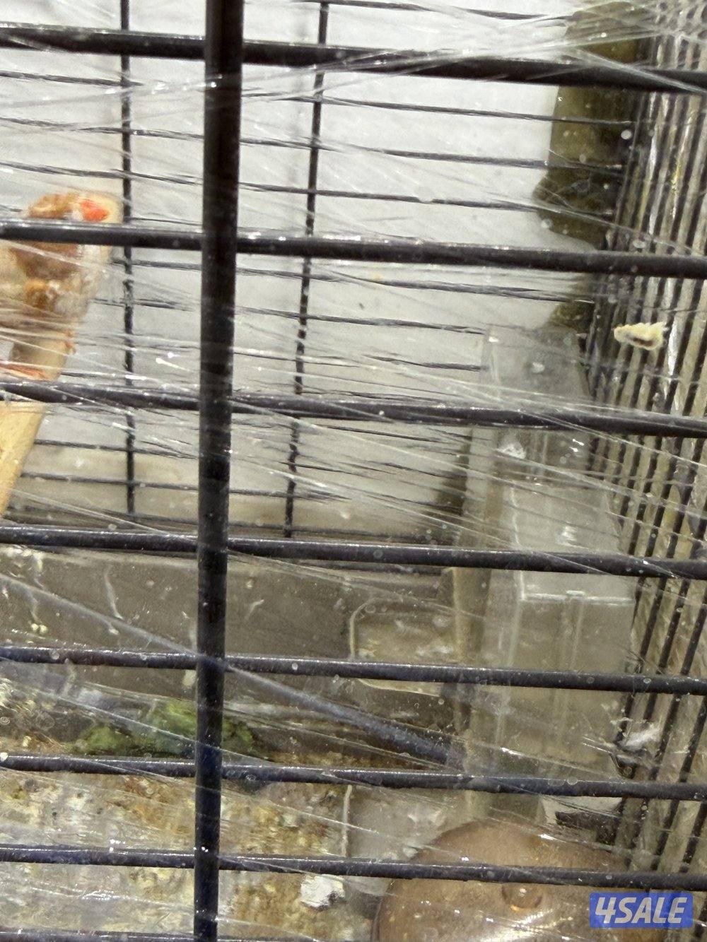 طيور زيبرا للبيع -زوج اورنج +فروخ اكريميات5