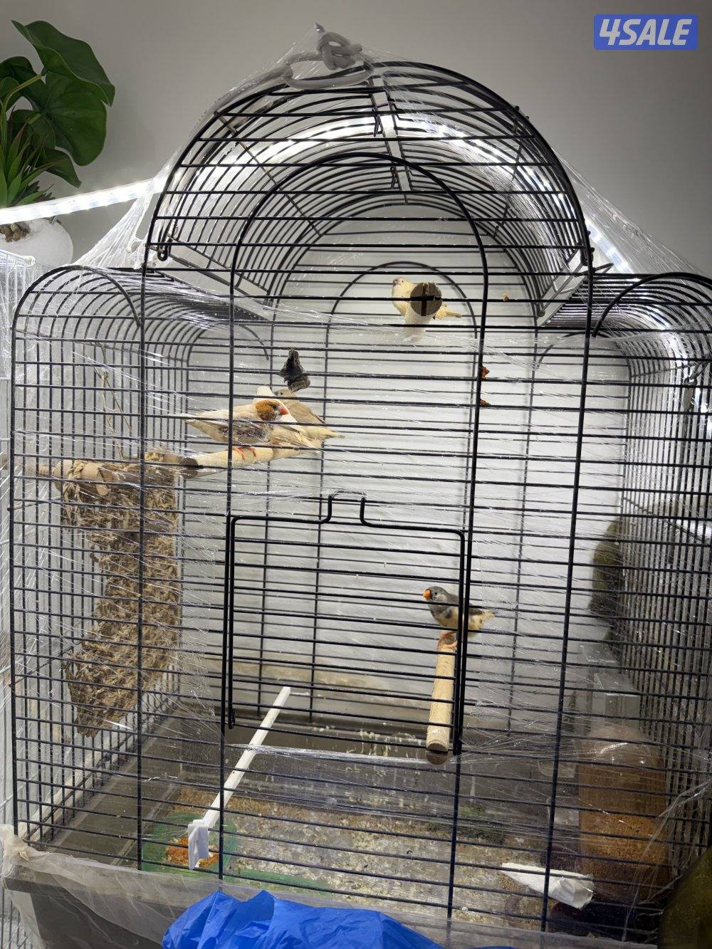 طيور زيبرا للبيع -زوج اورنج +فروخ اكريميات6