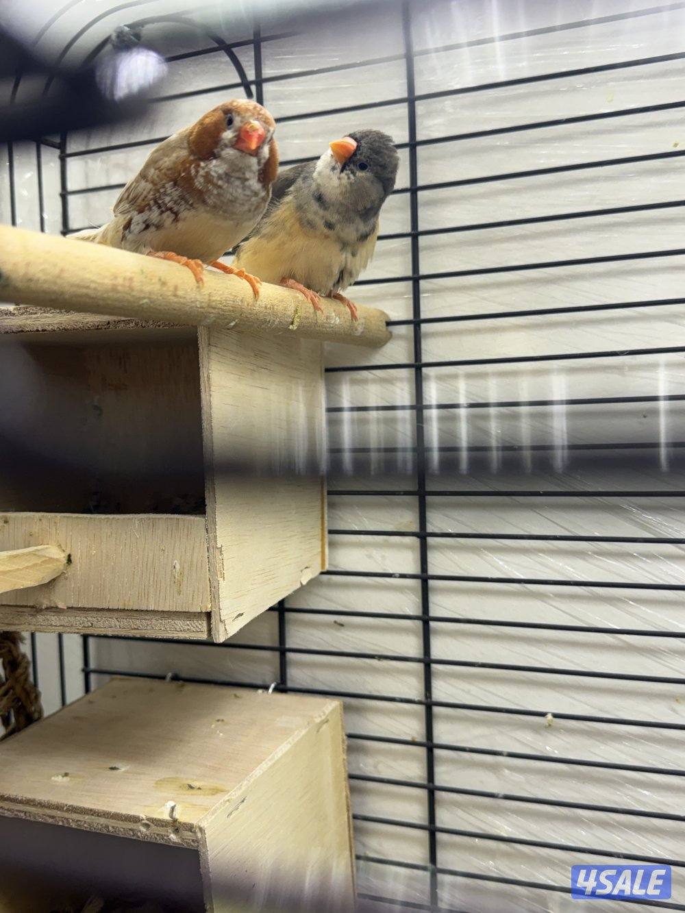طيور زيبرا للبيع -زوج اورنج +فروخ اكريميات8