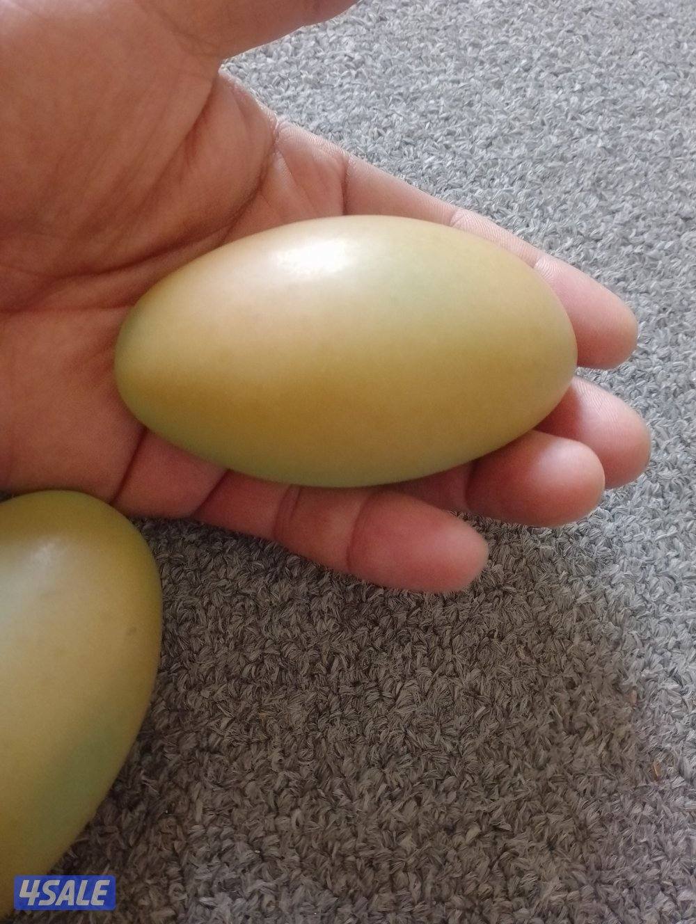 للبيع احجار الطاقة المضيئة3