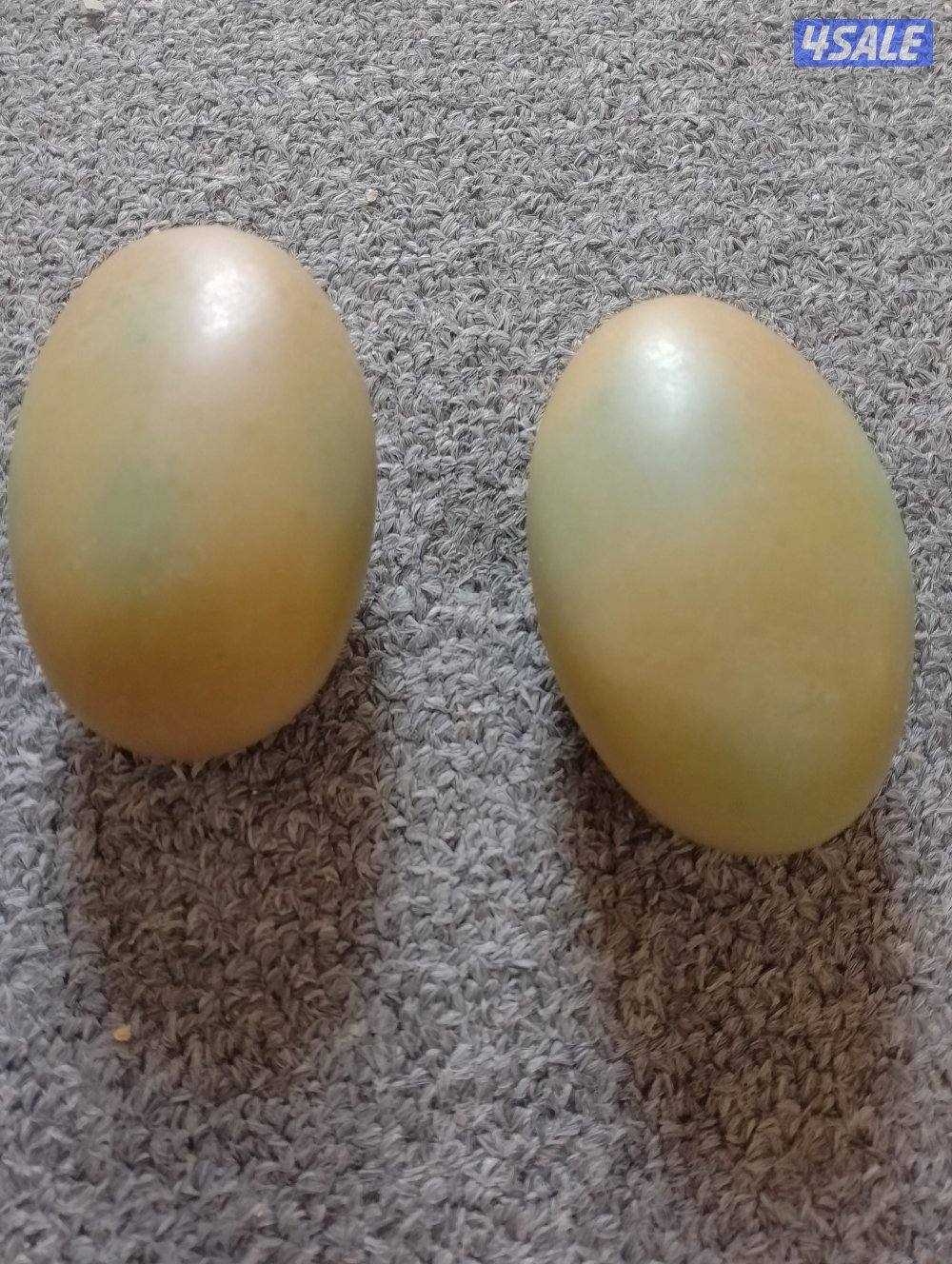 للبيع احجار الطاقة المضيئة6