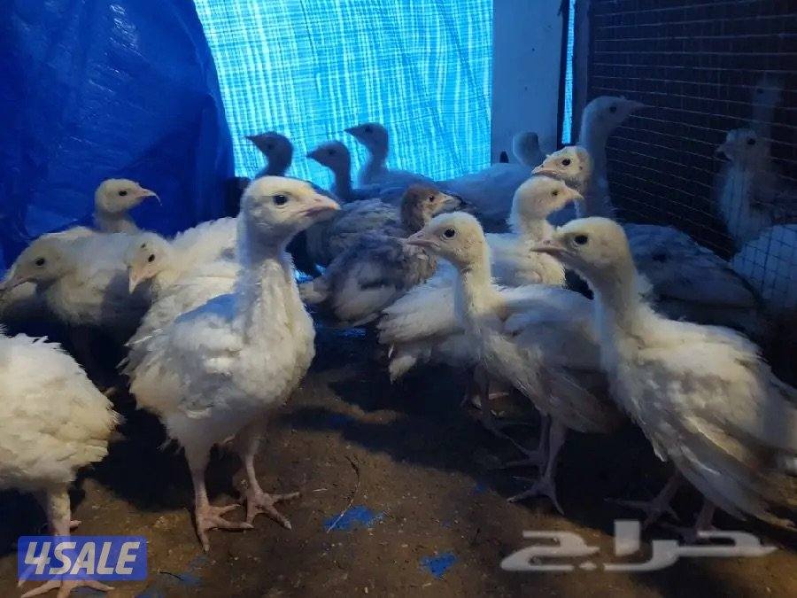 للبيع رومي1