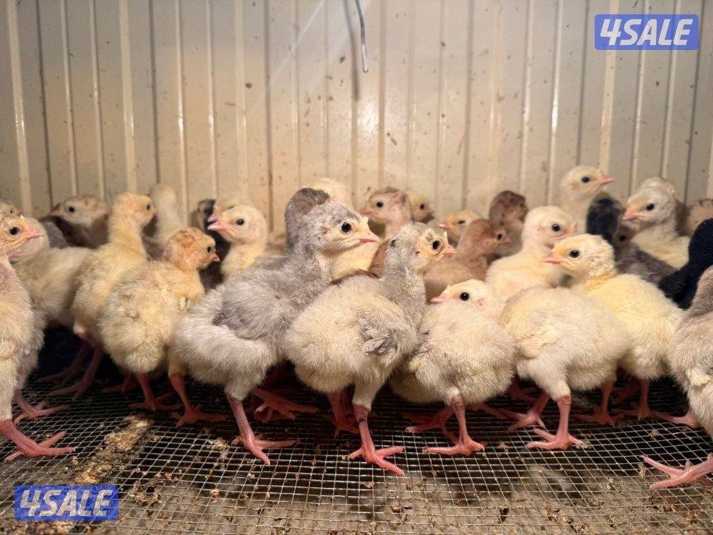 للبيع رومي2