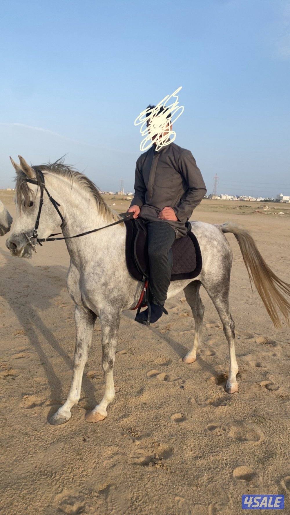 البيع فرس مصرية تحويل وجواز  معسوفه شرط السلم عمرها 30