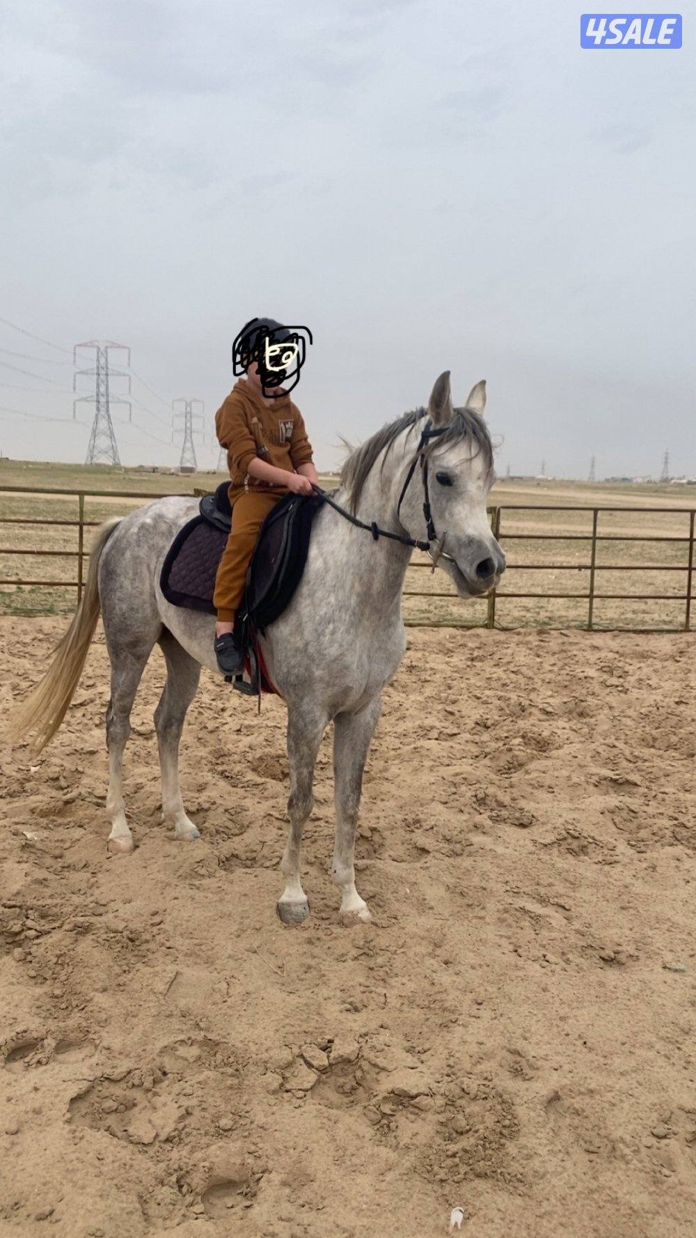 البيع فرس مصرية تحويل وجواز  معسوفه شرط السلم عمرها 31