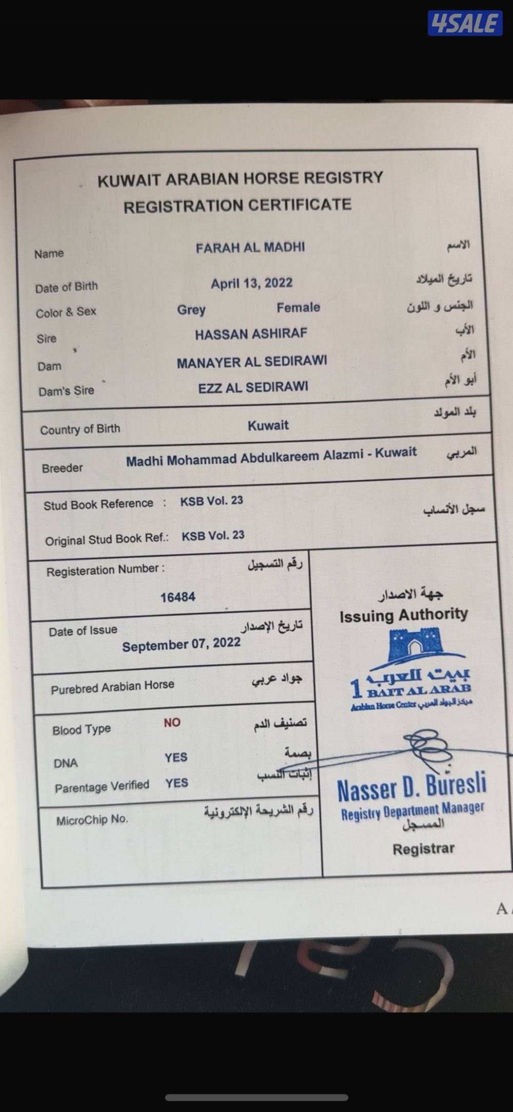 البيع فرس مصرية تحويل وجواز  معسوفه شرط السلم عمرها 32