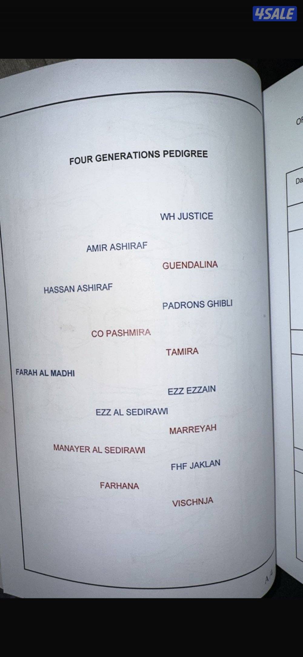 البيع فرس مصرية تحويل وجواز  معسوفه شرط السلم عمرها 33