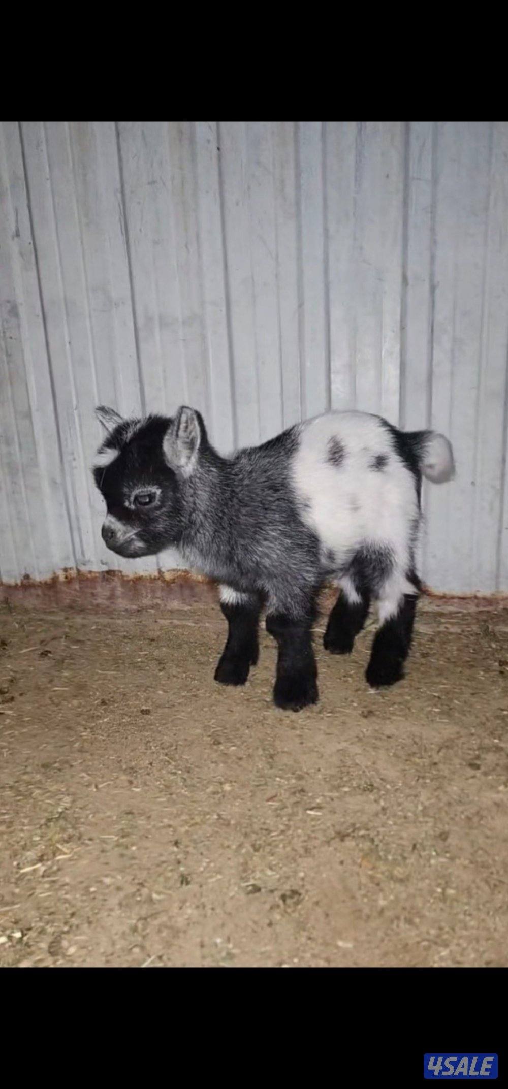 جفره+تيس جيكيات0