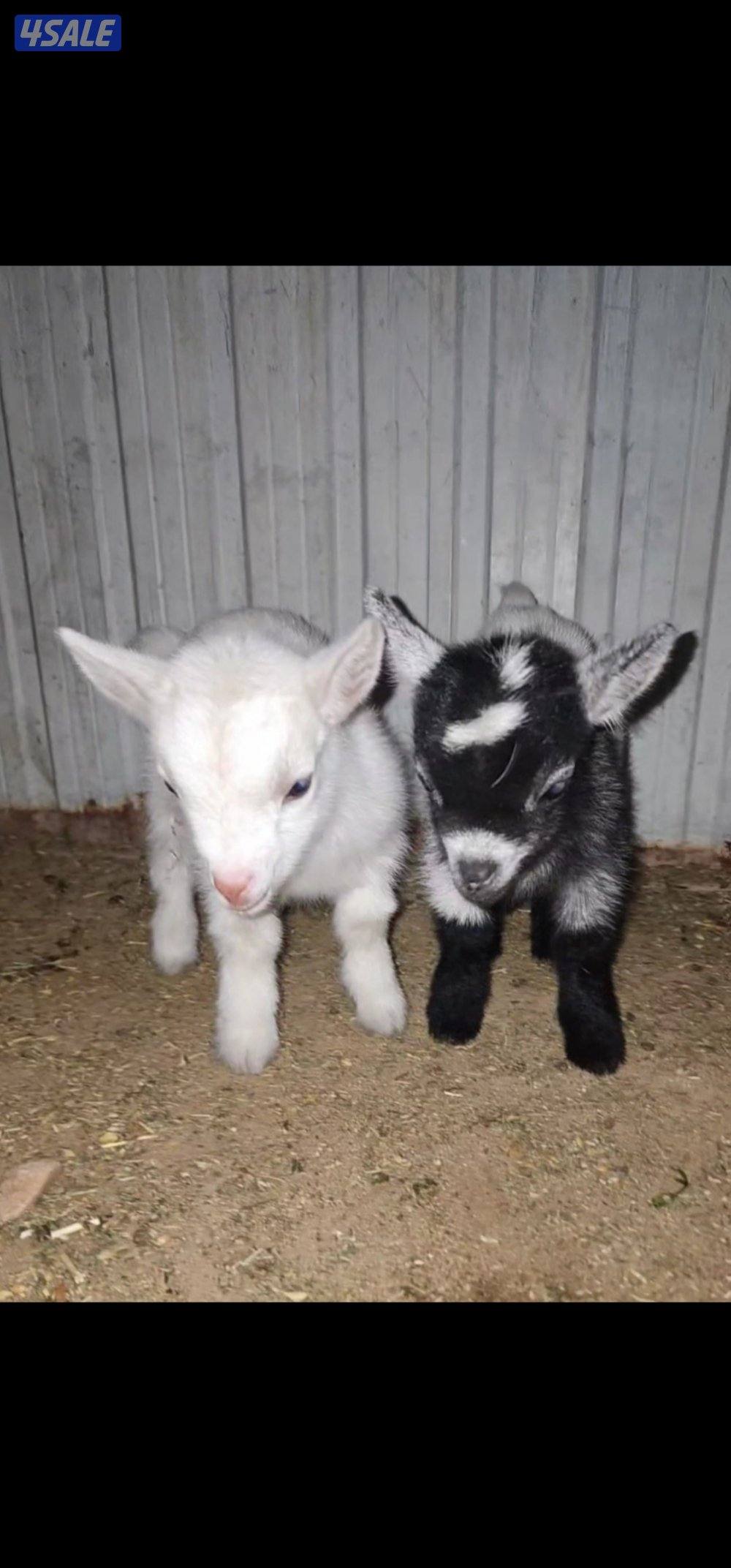 جفره+تيس جيكيات1