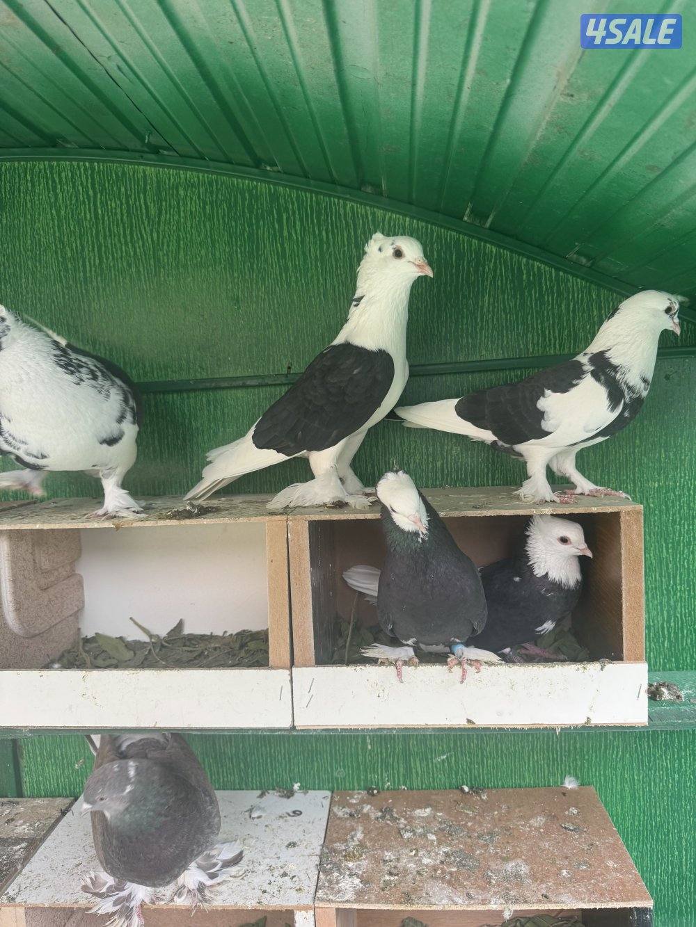 22 زوج حمام ايراني زينه مع اغراضهم كامله0