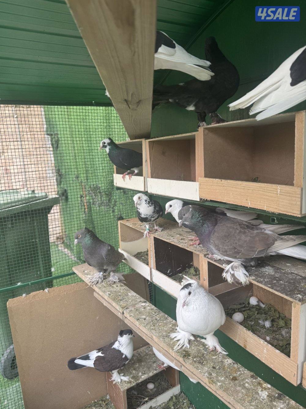 22 زوج حمام ايراني زينه مع اغراضهم كامله1