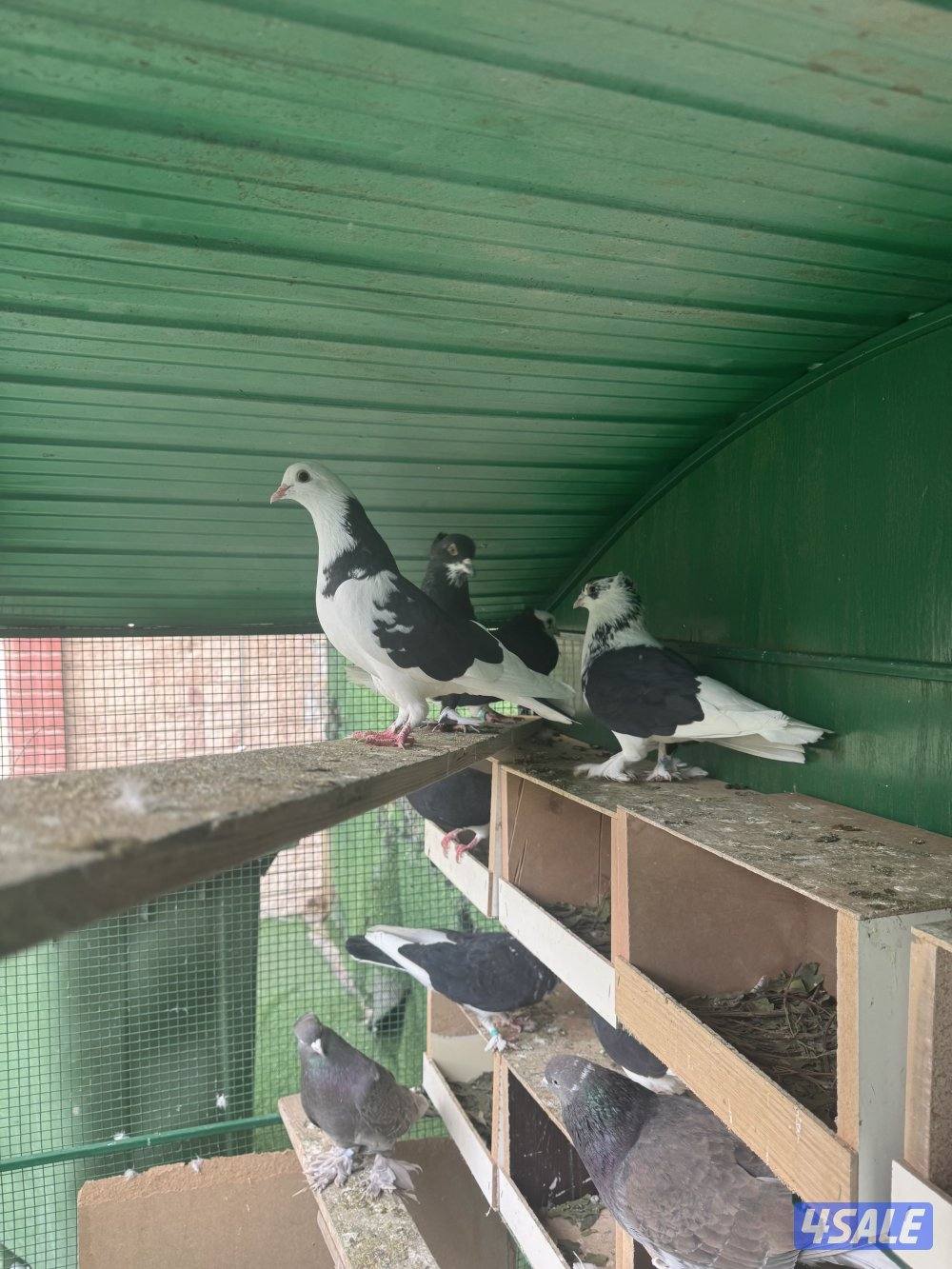 22 زوج حمام ايراني زينه مع اغراضهم كامله2