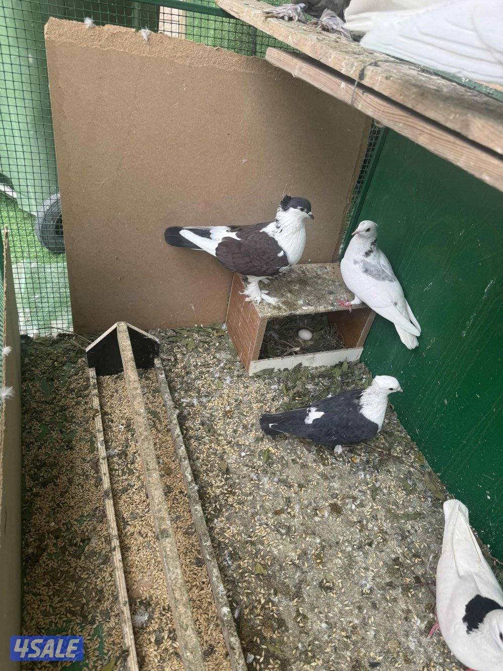 22 زوج حمام ايراني زينه مع اغراضهم كامله3