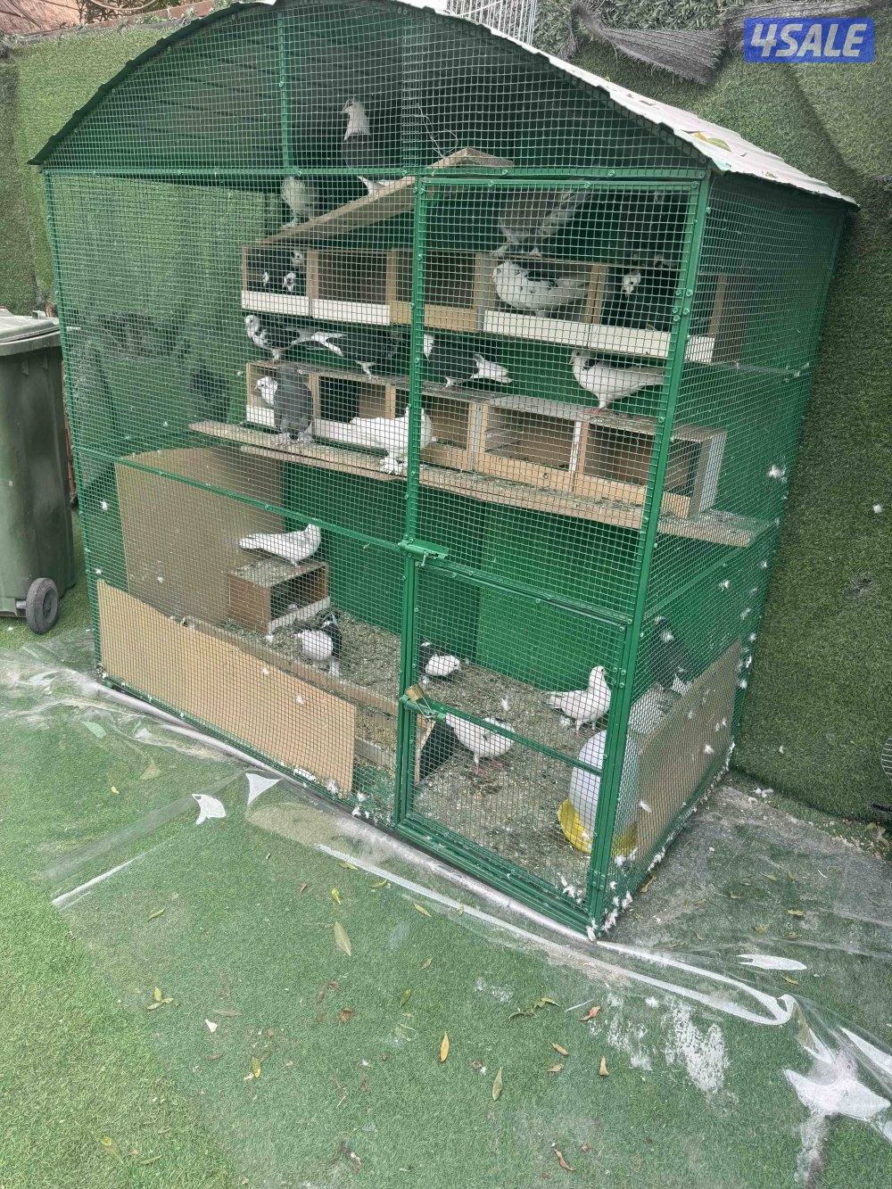 22 زوج حمام ايراني زينه مع اغراضهم كامله4