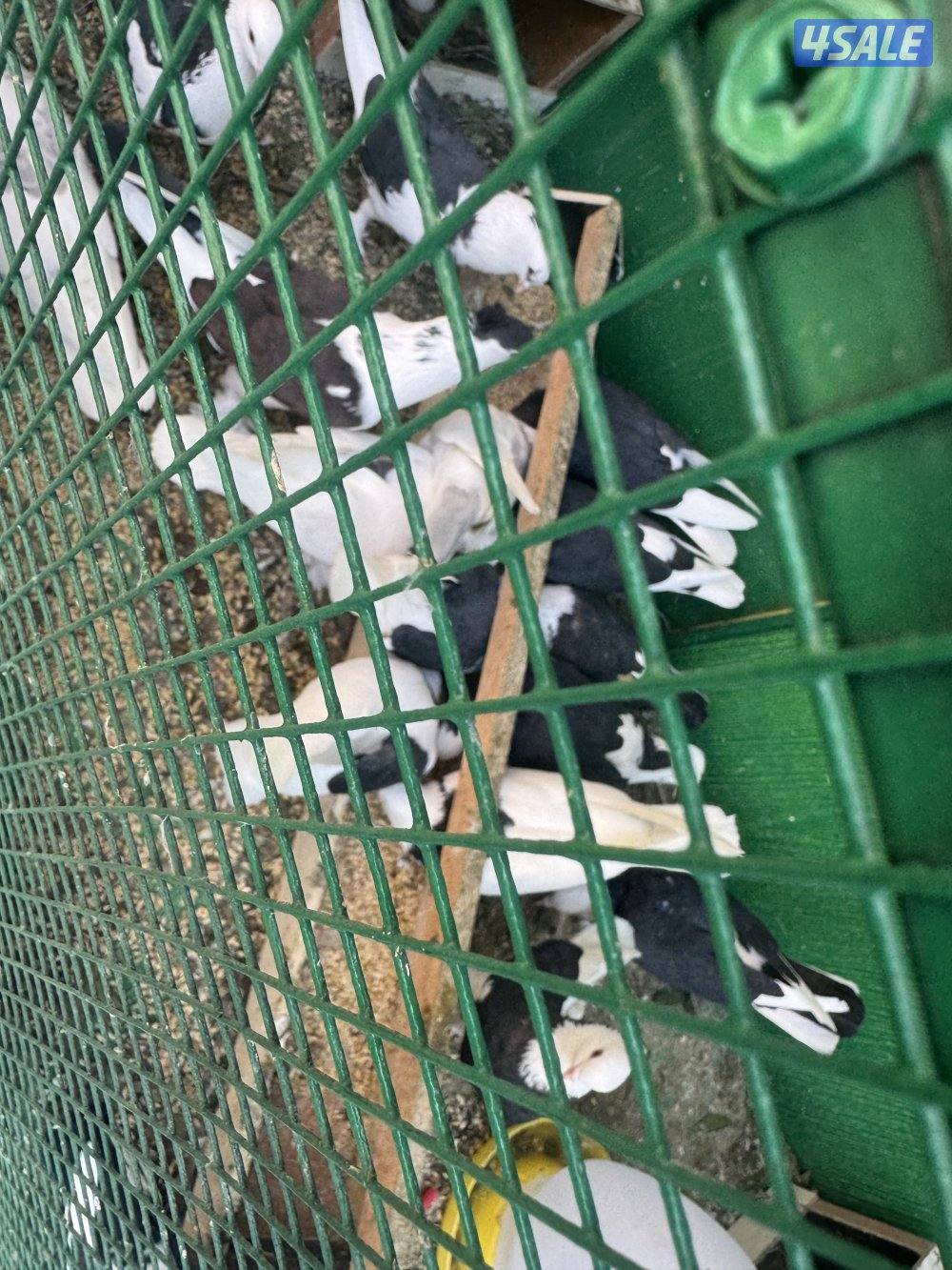 22 زوج حمام ايراني زينه مع اغراضهم كامله5