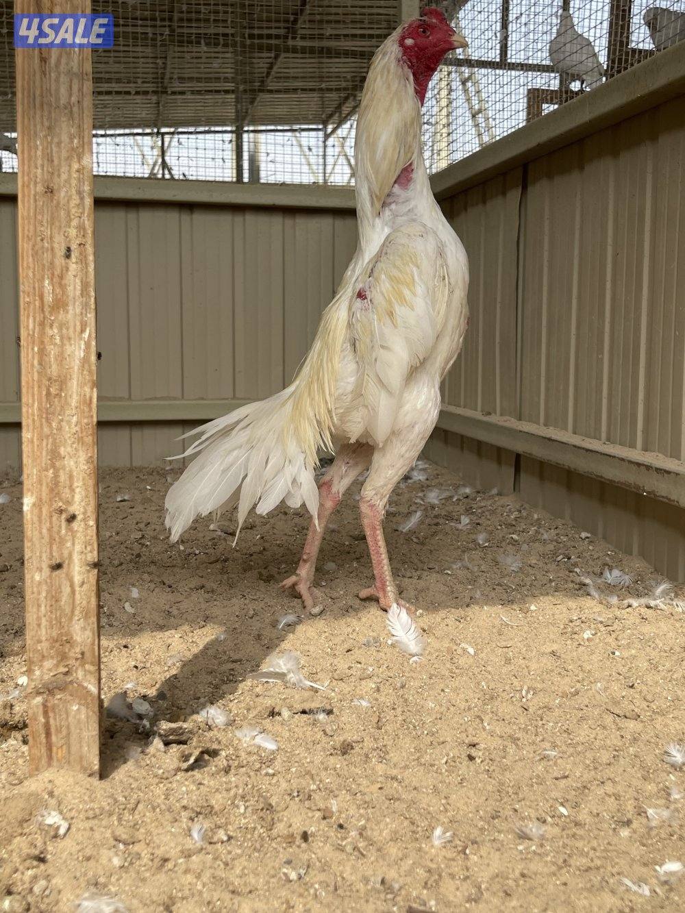 تايلندي رفيع مستوي فاخر1