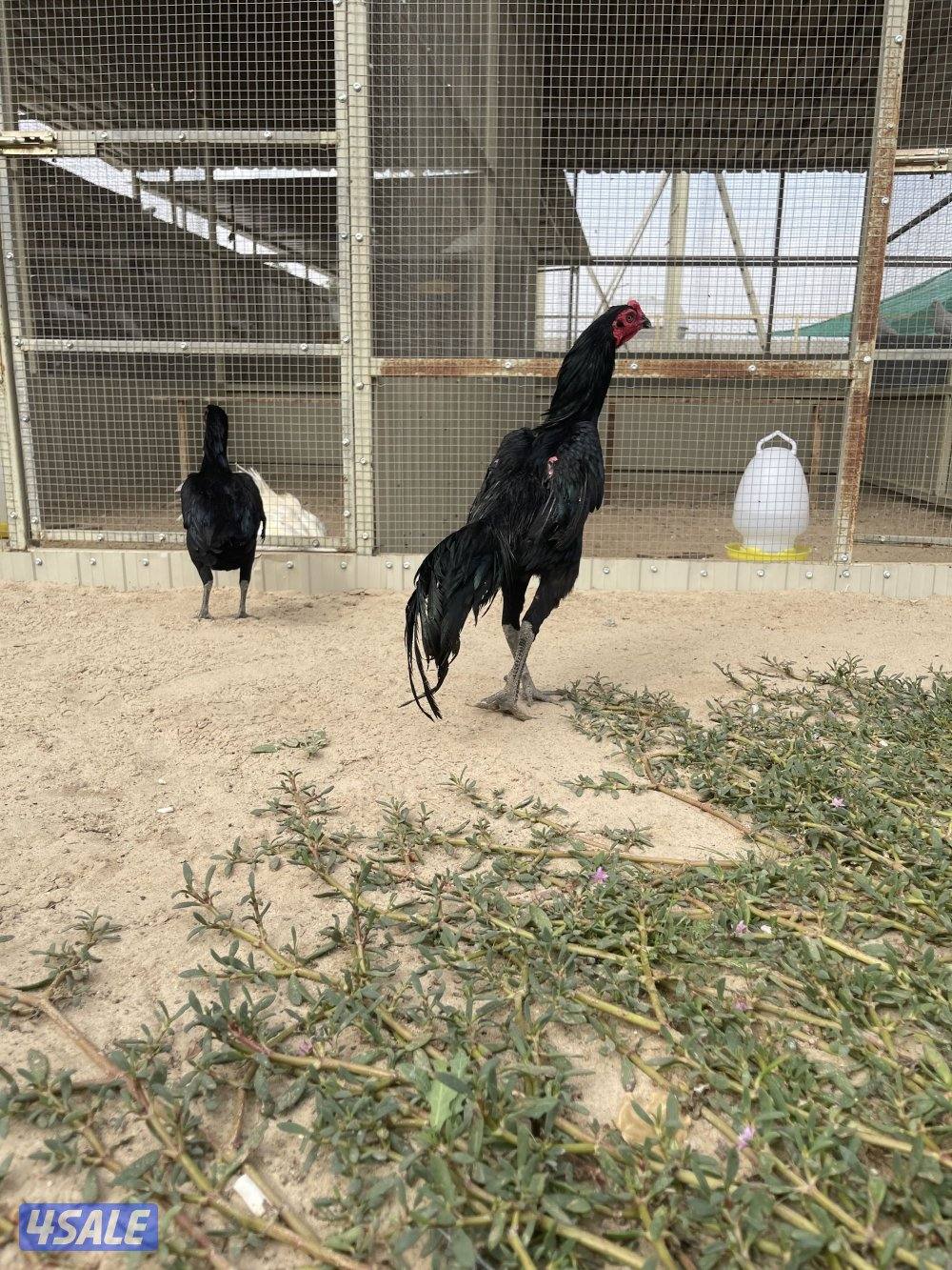 تايلندي رفيع مستوي فاخر2