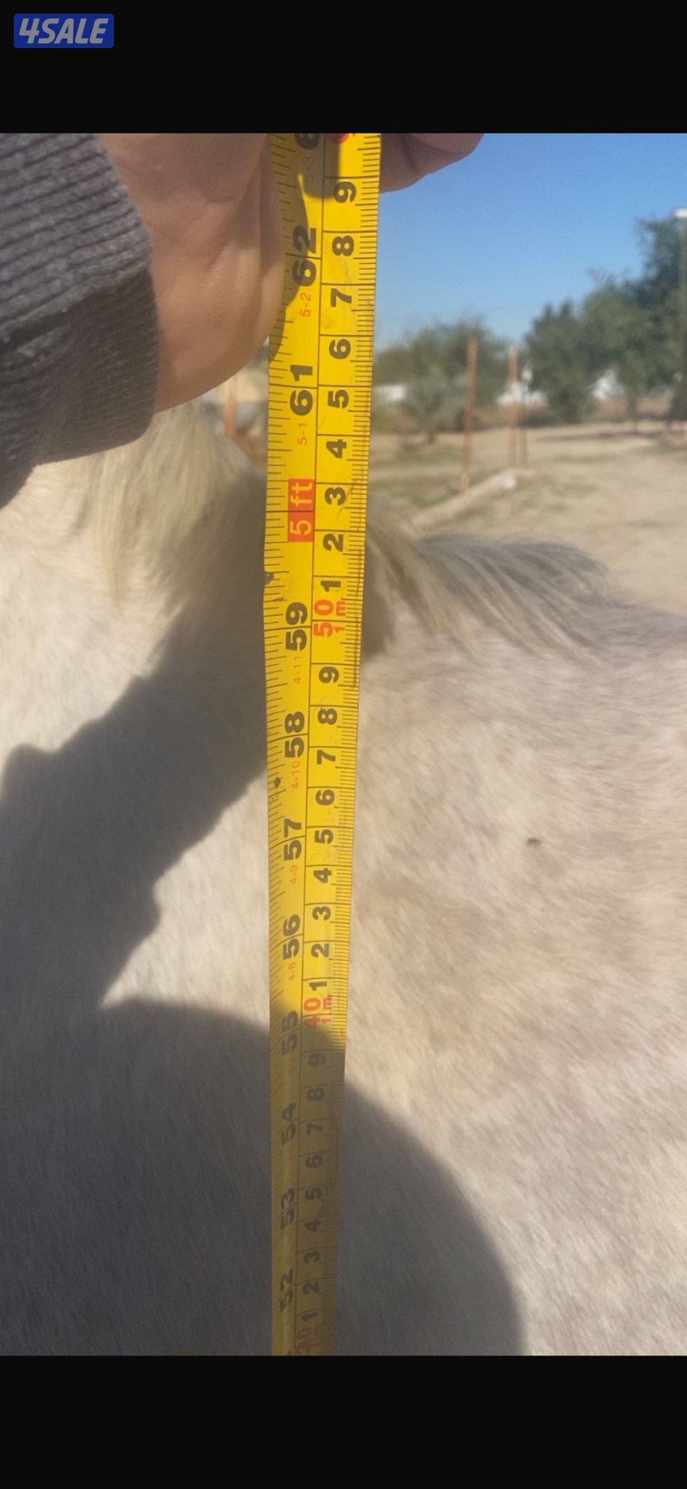 البيع فرس مصرية تحويل وجواز  معسوفه شرط السلم عمرها 34