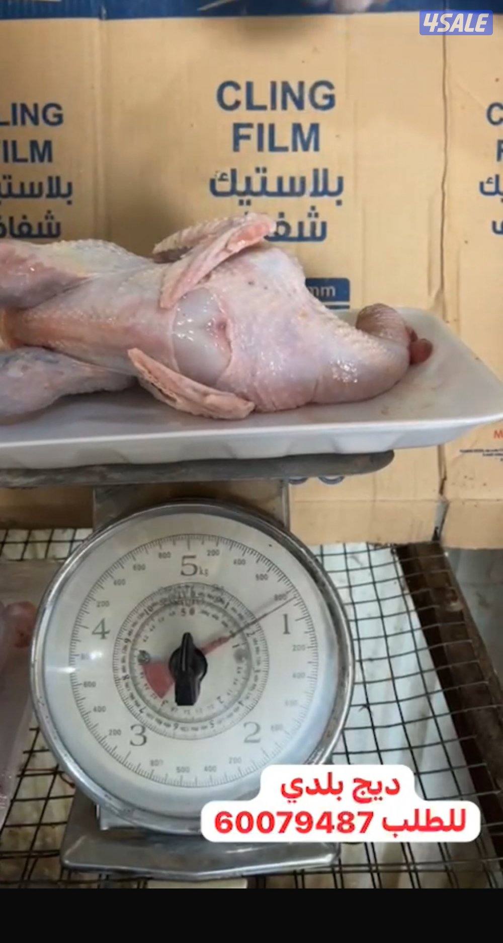 زاجلنا فروخ حمام و بط فرنسي ديج بلدي مذبوح ومنظف وجاهز يوجد توصيل4