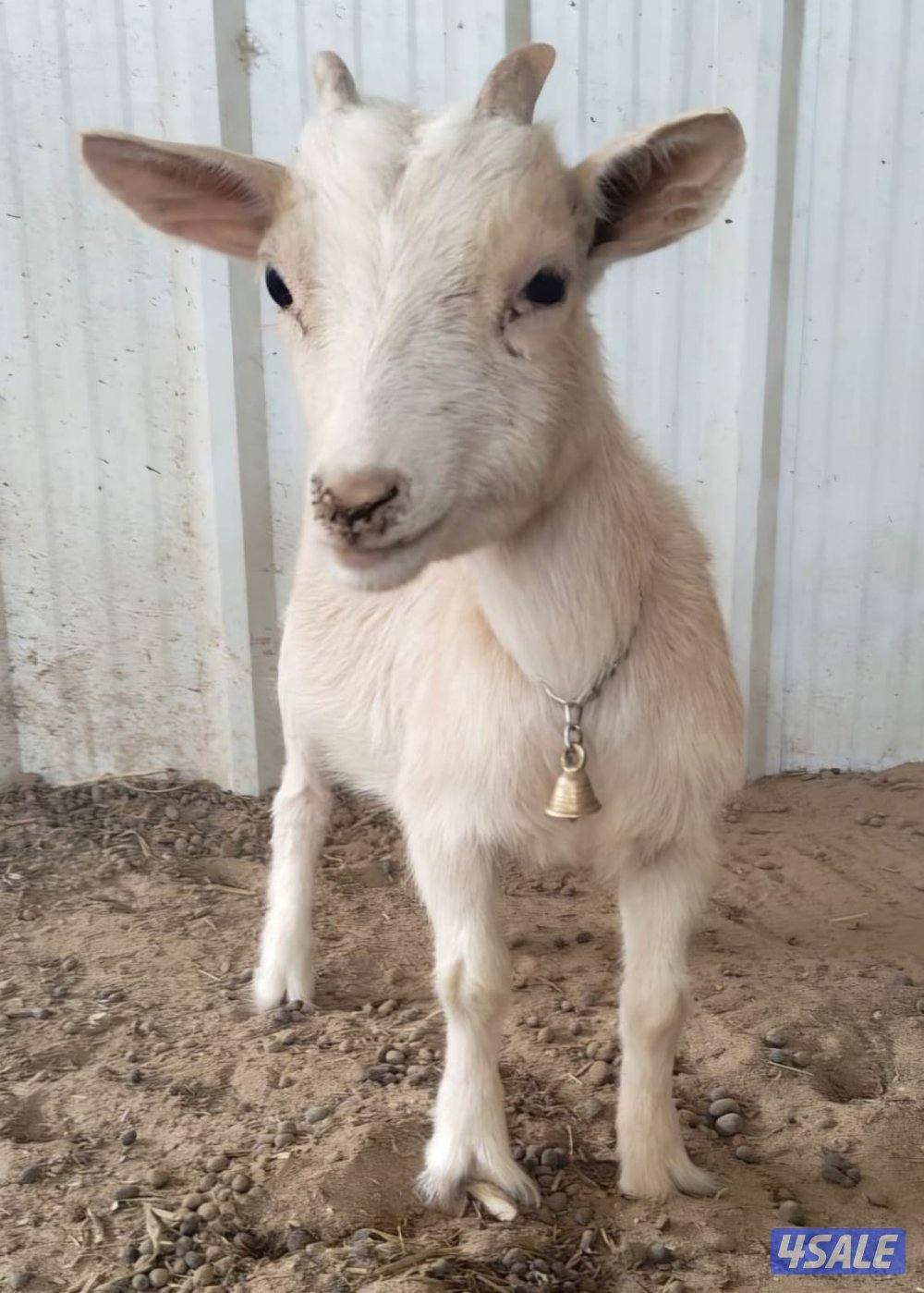 جيكيه بيور0