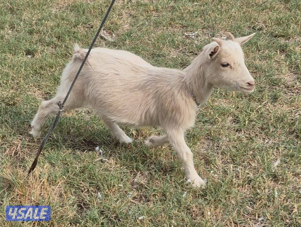 جيكيه بيور1