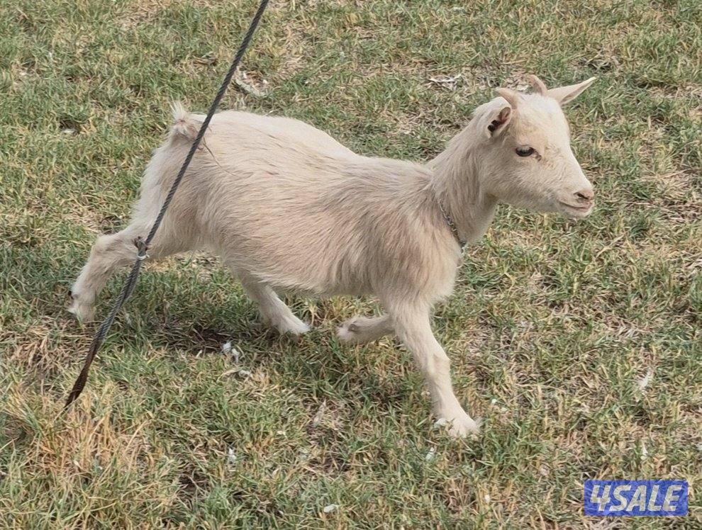 جيكيه بيور2