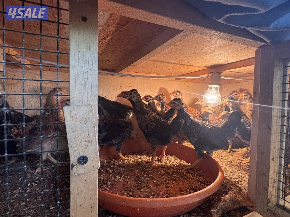 فروخ دجاج عربي قديم0