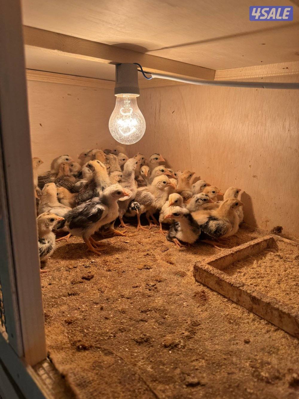 فروخ دجاج عربي قديم1