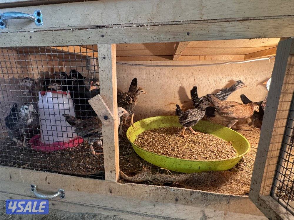 فروخ دجاج عربي قديم2