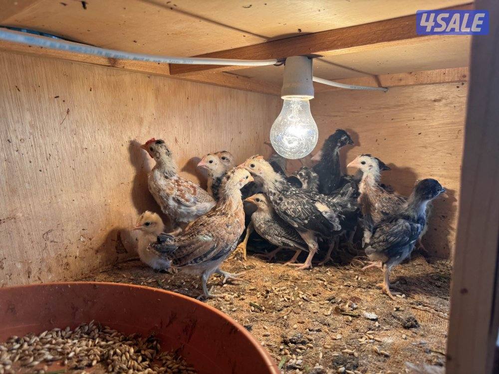 فروخ دجاج عربي قديم3