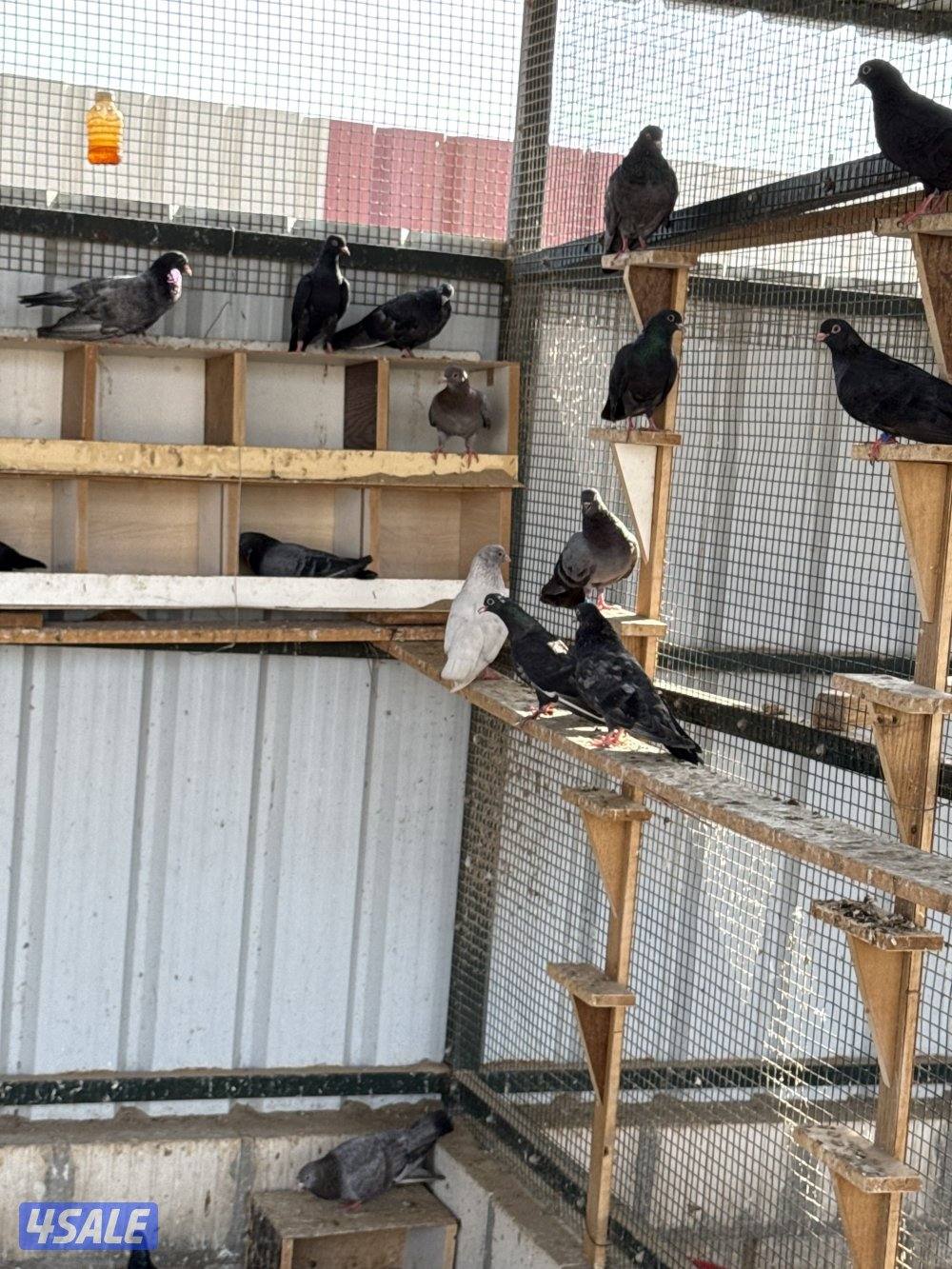 جبره وقواق  الحبه 2الاستلام مزارع الوافره0