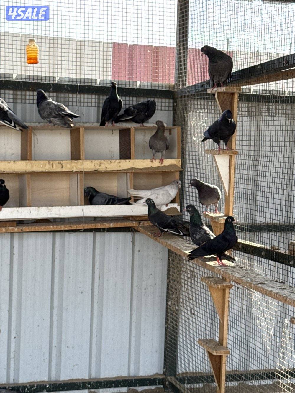 جبره وقواق  الحبه 2الاستلام مزارع الوافره1