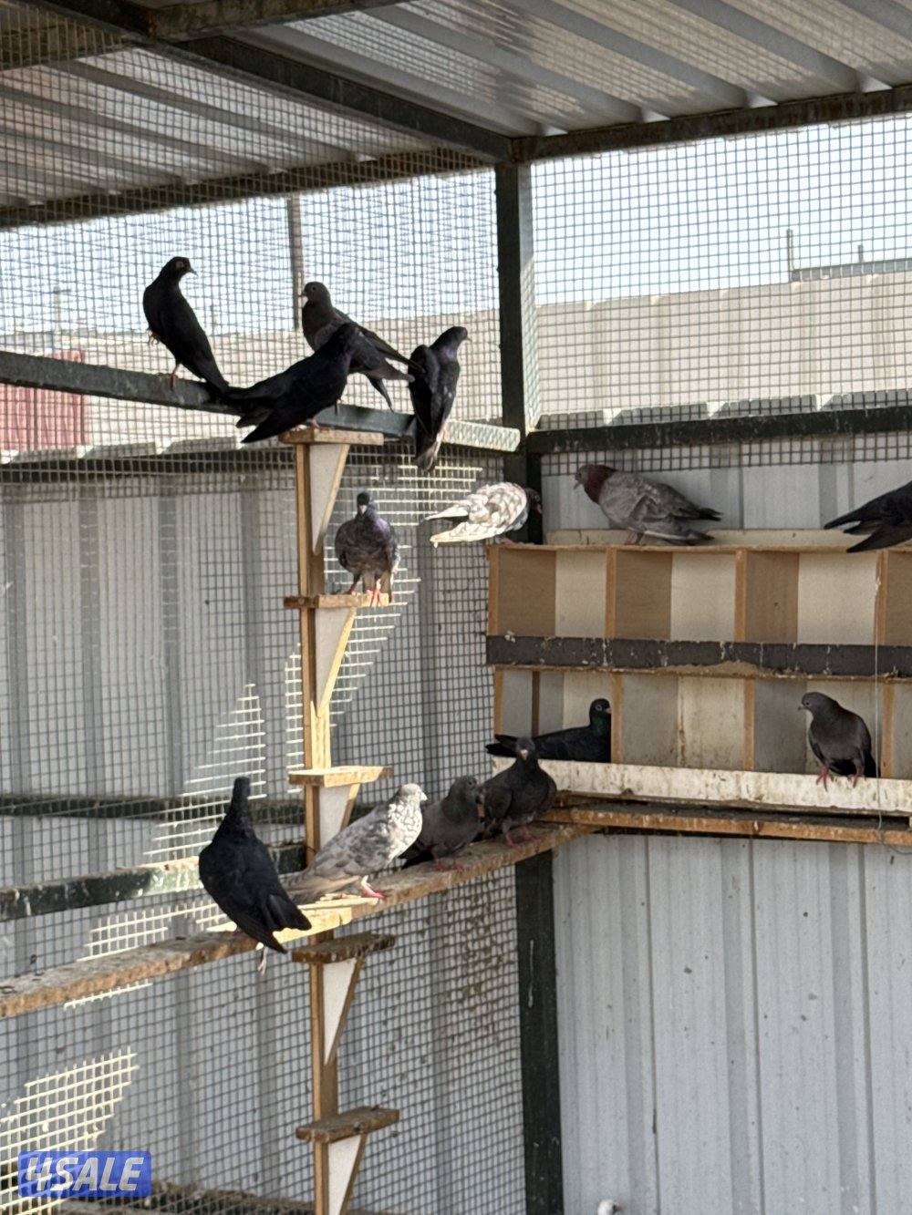 جبره وقواق  الحبه 2الاستلام مزارع الوافره2