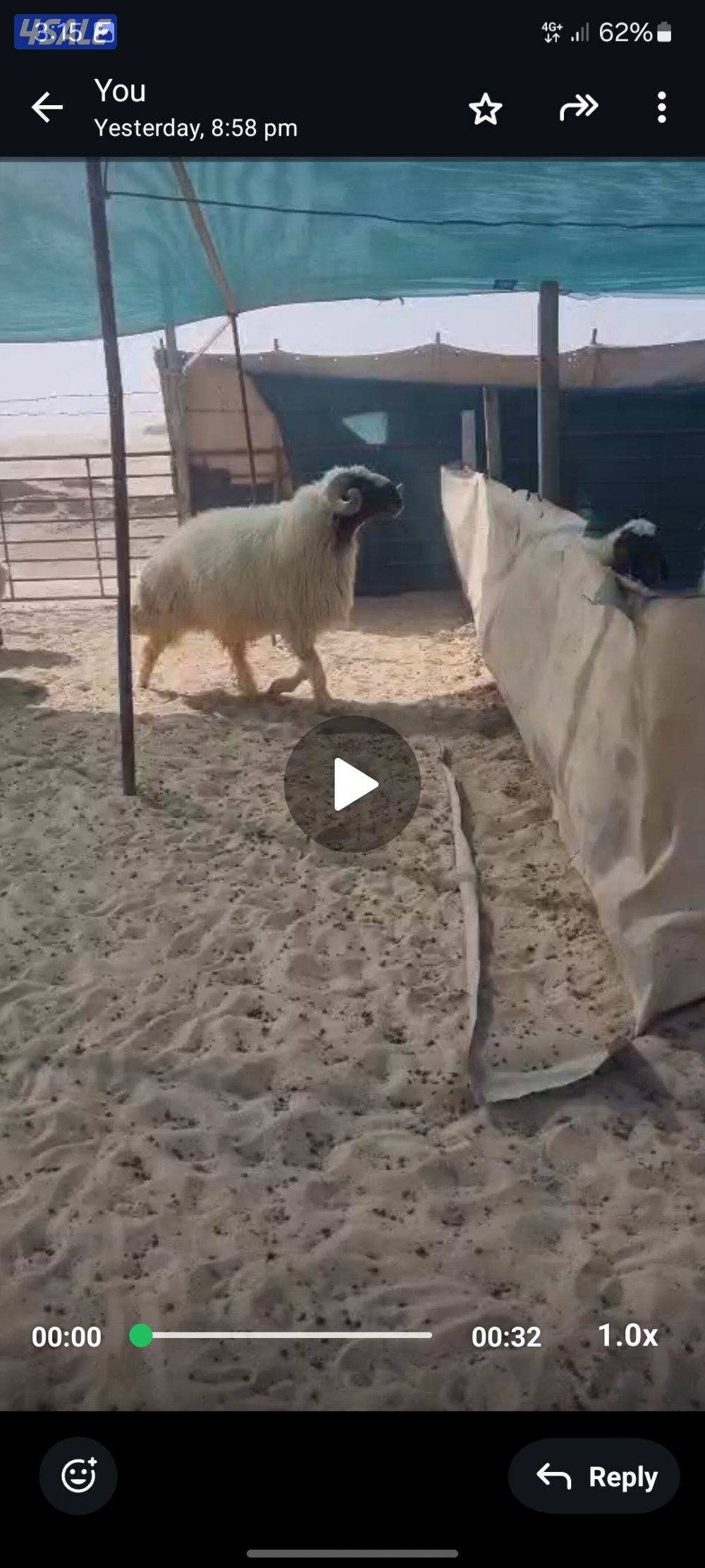 للبيع فحل شرط القريع العمر سنه0