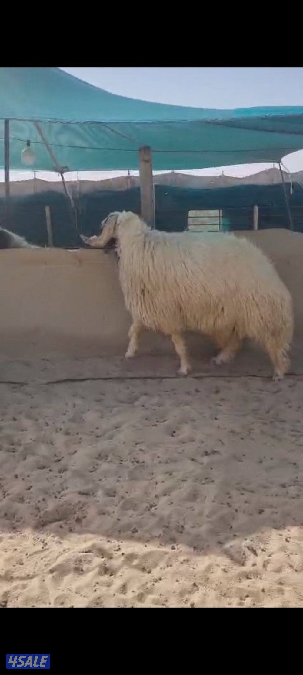 للبيع فحل شرط القريع العمر سنه1