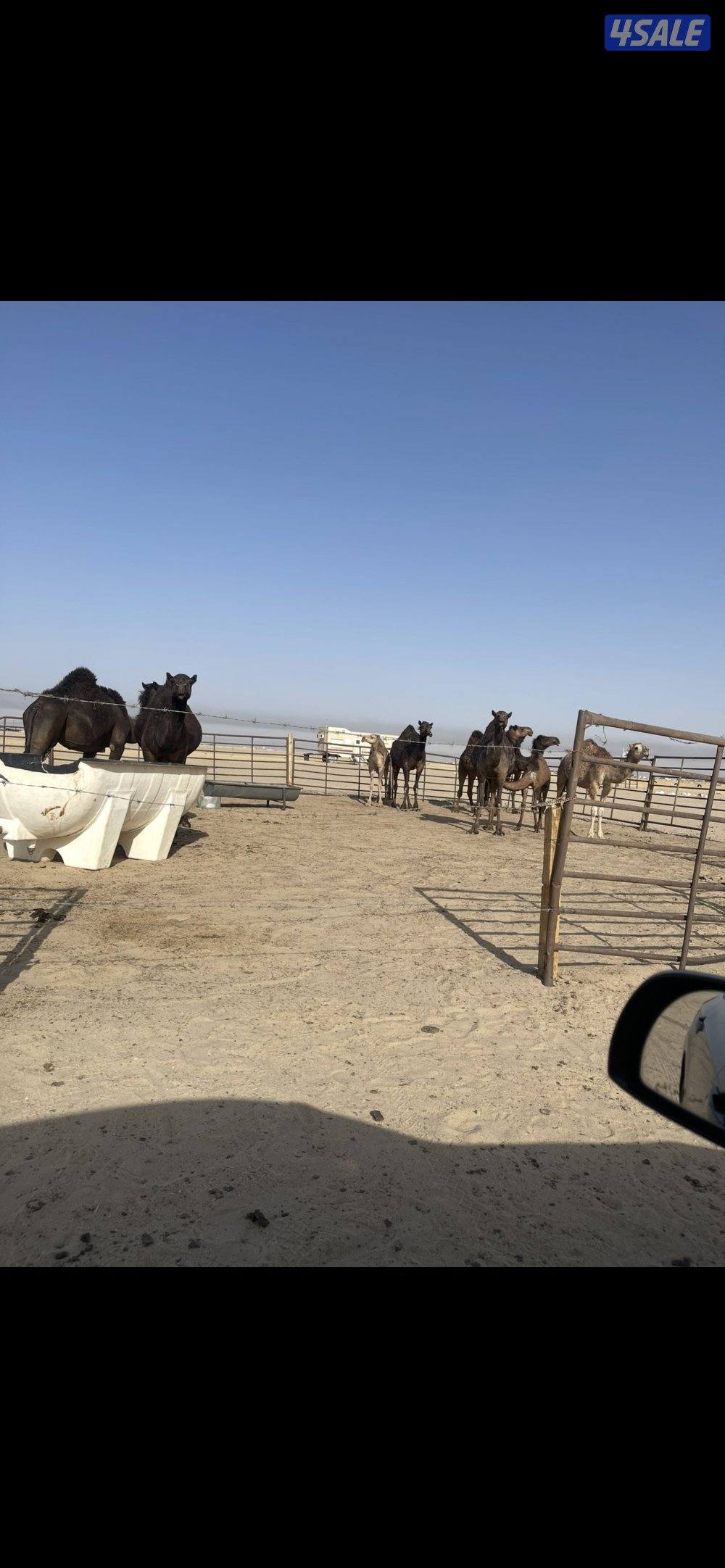 للبيع خلفات7