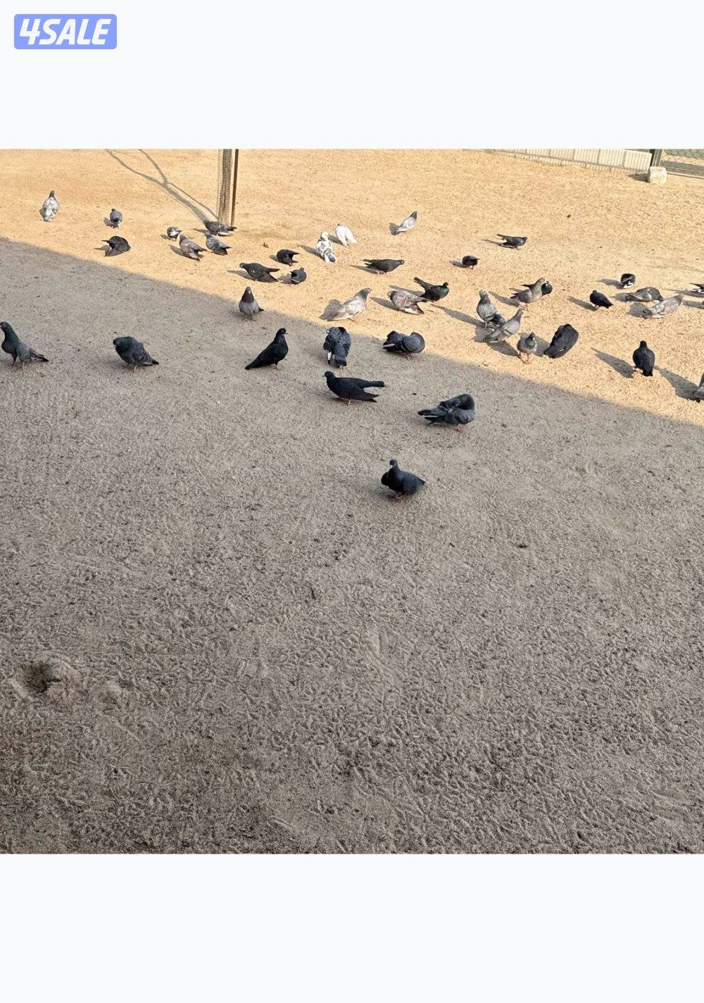 جبره وقواق  الحبه 2الاستلام مزارع الوافره3