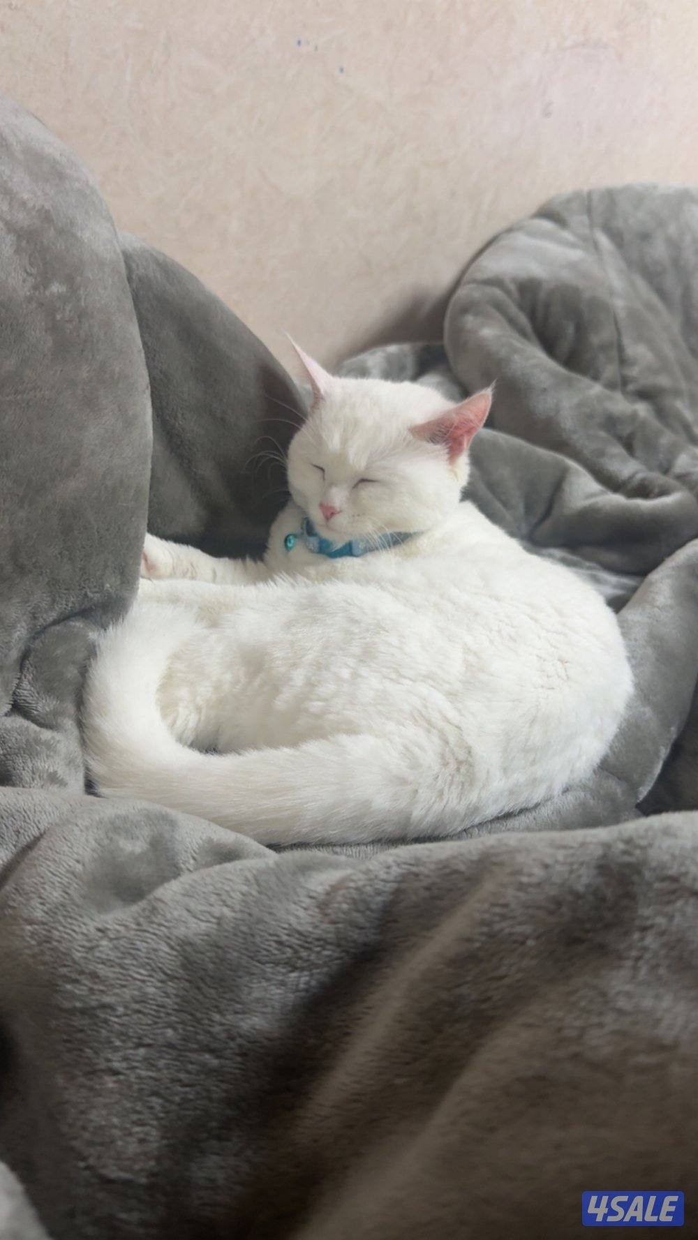 قط شيرازي هادي0