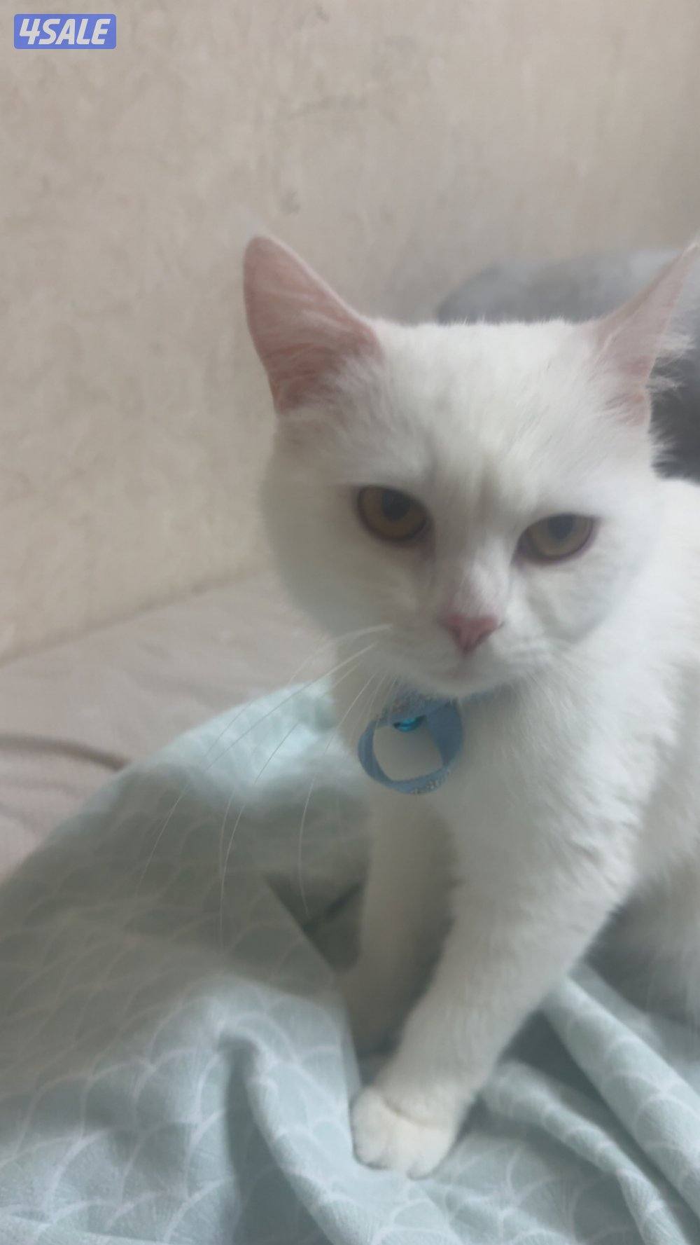 قط شيرازي هادي1