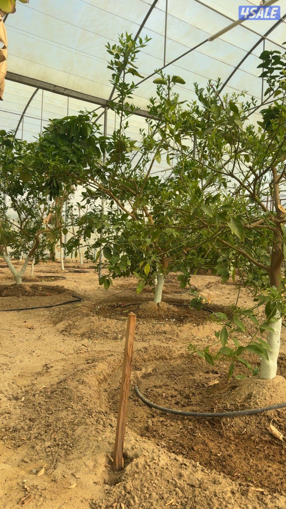 للبيع شجر محميه بالكامل وعددها 21 شجره فواكه وحمضيات0