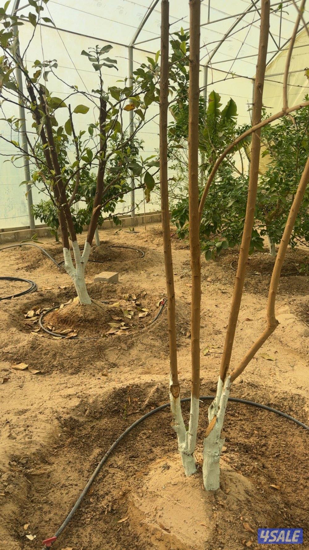 للبيع شجر محميه بالكامل وعددها 21 شجره فواكه وحمضيات1