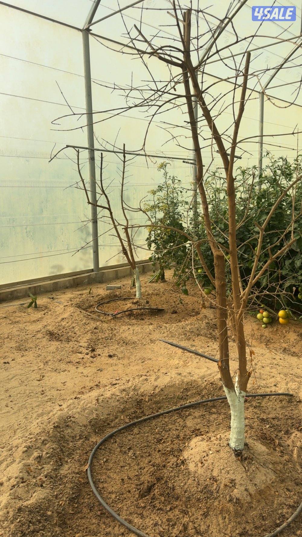 للبيع شجر محميه بالكامل وعددها 21 شجره فواكه وحمضيات2