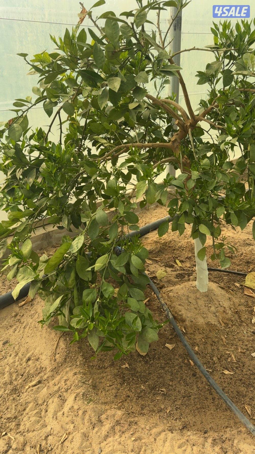 للبيع شجر محميه بالكامل وعددها 21 شجره فواكه وحمضيات4