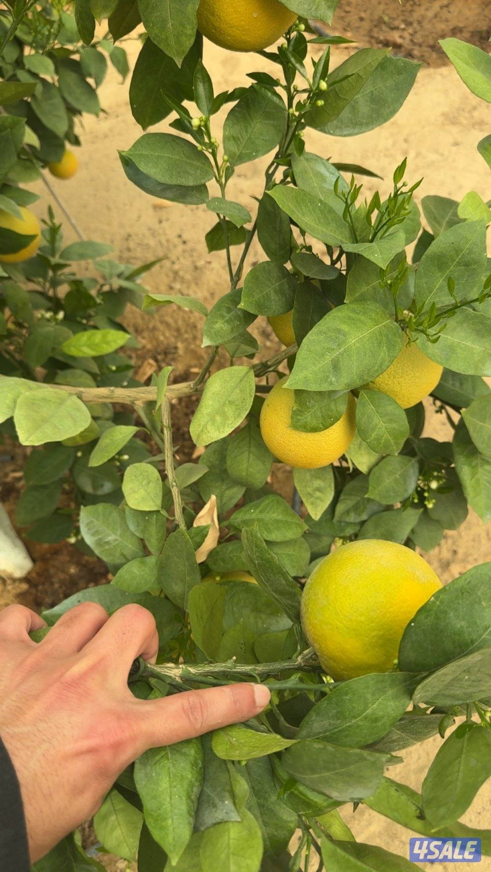 للبيع شجر محميه بالكامل وعددها 21 شجره فواكه وحمضيات6