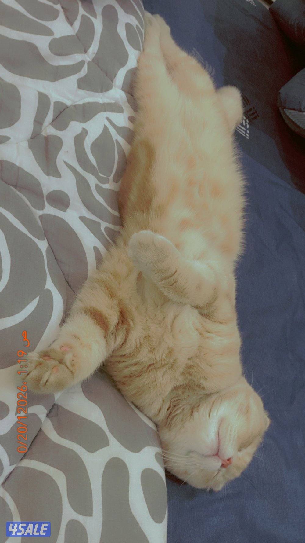 للبيع سوكتش ذكر غير معقم ماخذ جميع اتطعيمات ولعوب0