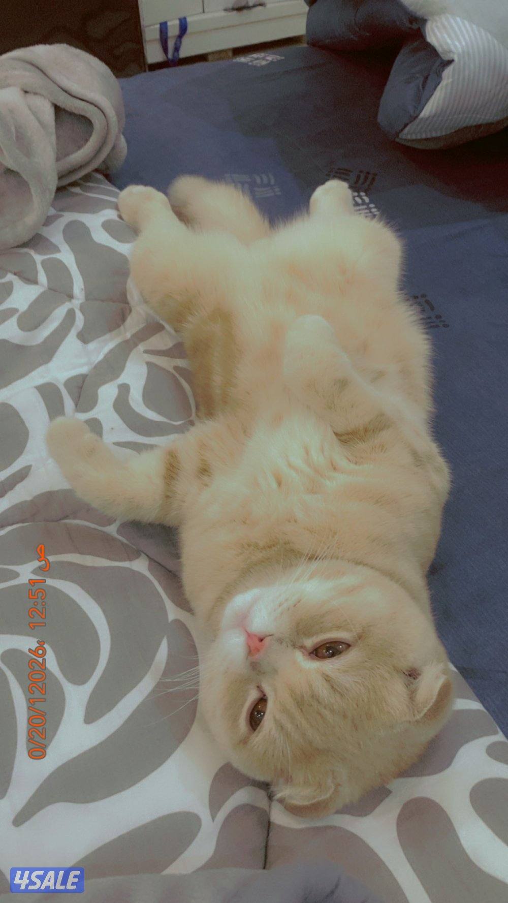 للبيع سوكتش ذكر غير معقم ماخذ جميع اتطعيمات ولعوب1