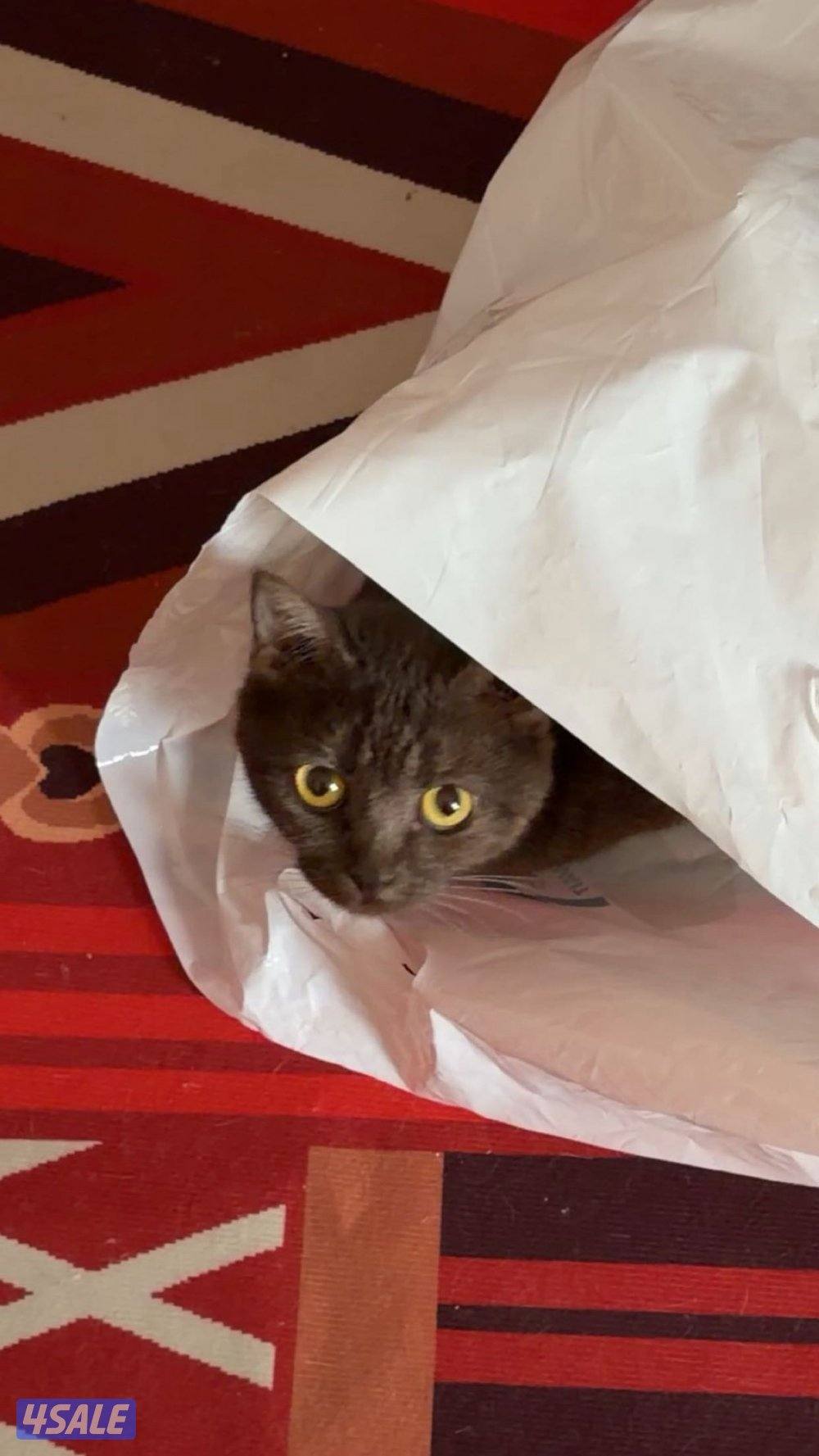 نثيه تزاوج0