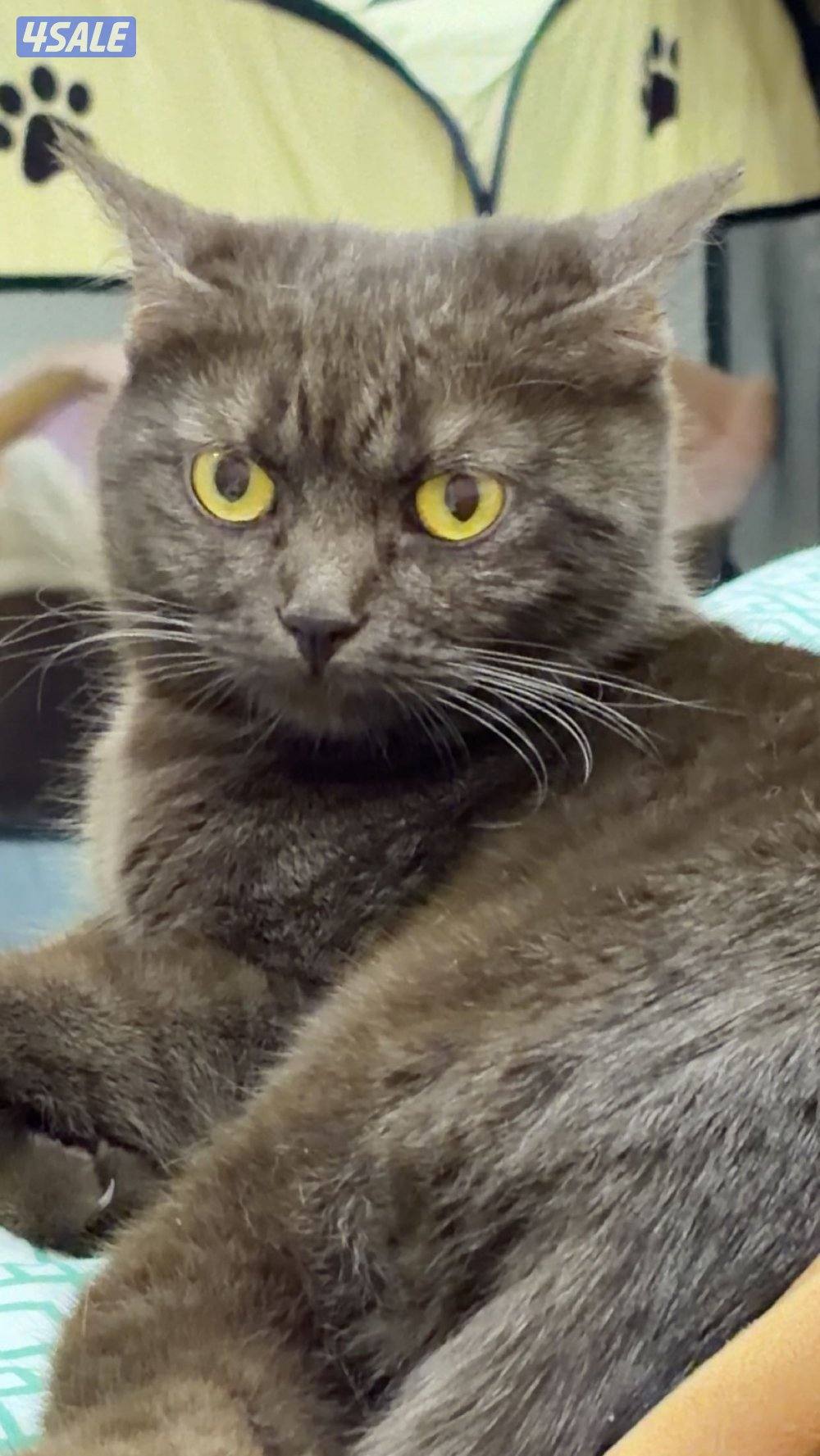 نثيه تزاوج2