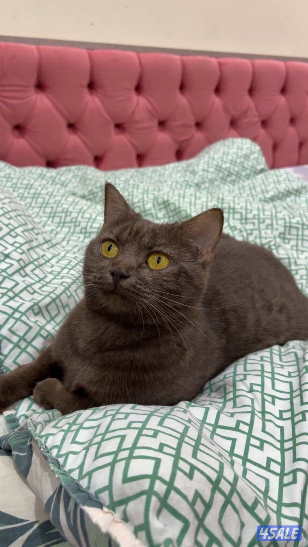 نثيه تزاوج3