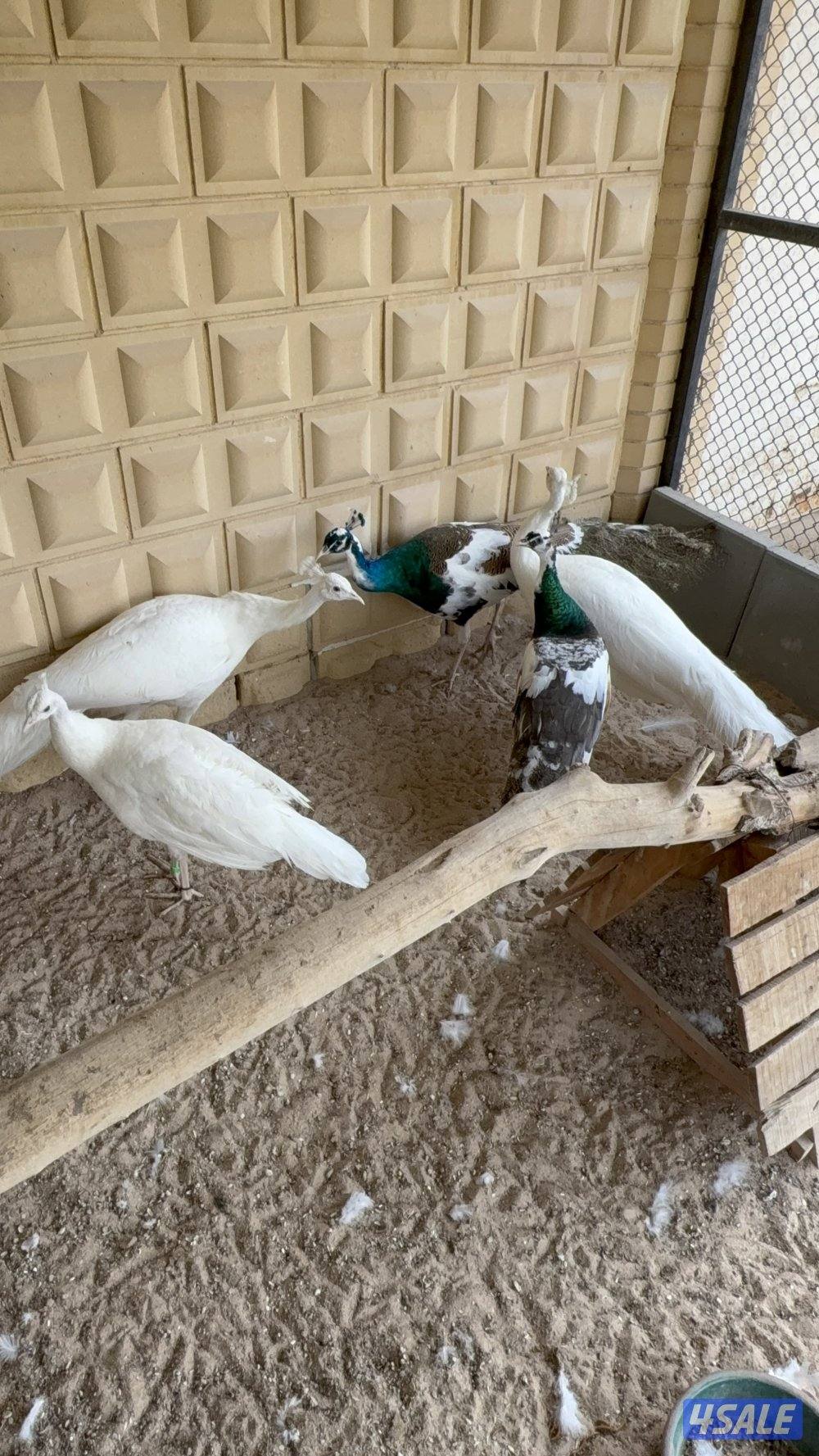 للبيع طواويس0